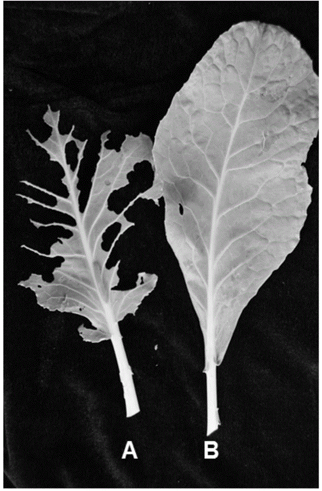 Method for enhancing insect feeding resistance of plants through beta-ocimene