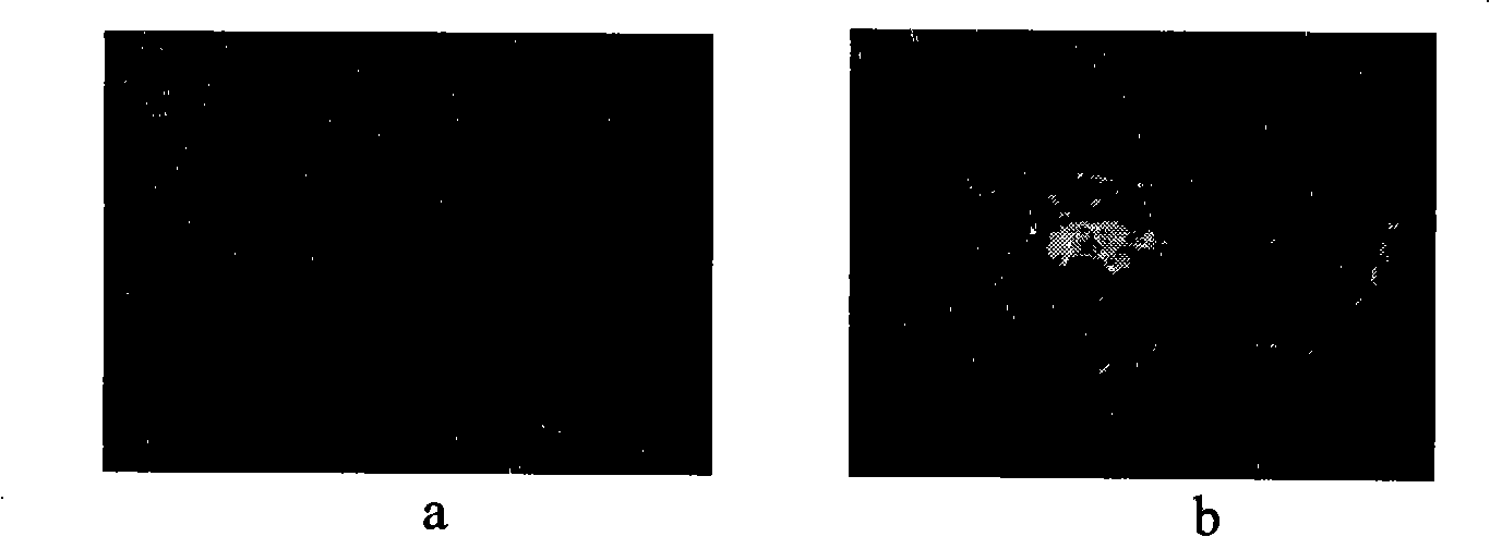 Method for preparing transgenic animal