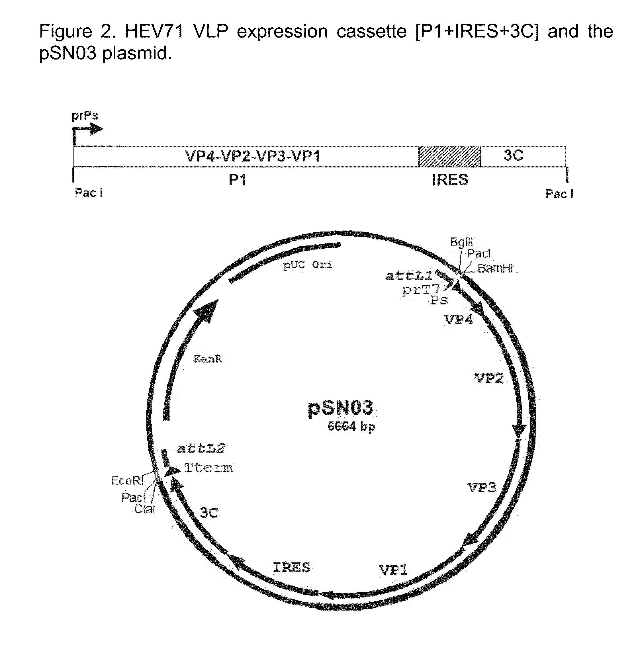 Antigens and Vaccines Directed Against Human Enteroviruses