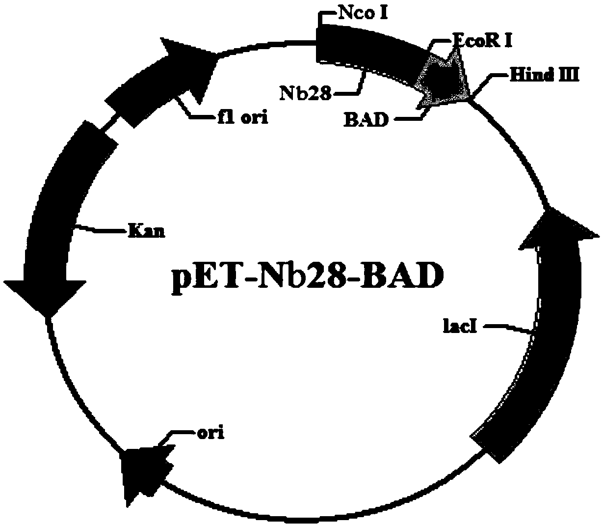 Aflatoxin-enzyme-linked immunosorbent assay device based on nano-antibody and antigen analog peptide