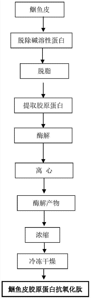 Leiocassis longirostris skin collagen antioxidation peptide, and preparation method and application thereof