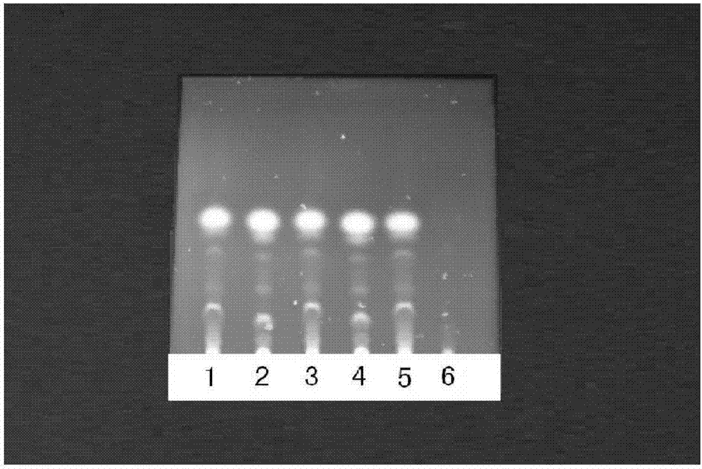 Detection method of Chinese medicinal composition for treating traumatic injuries