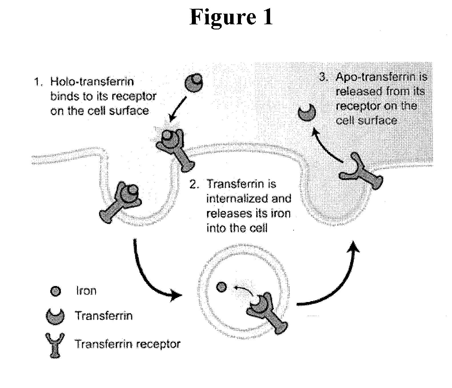 Cancer drug delivery using modified transferrin