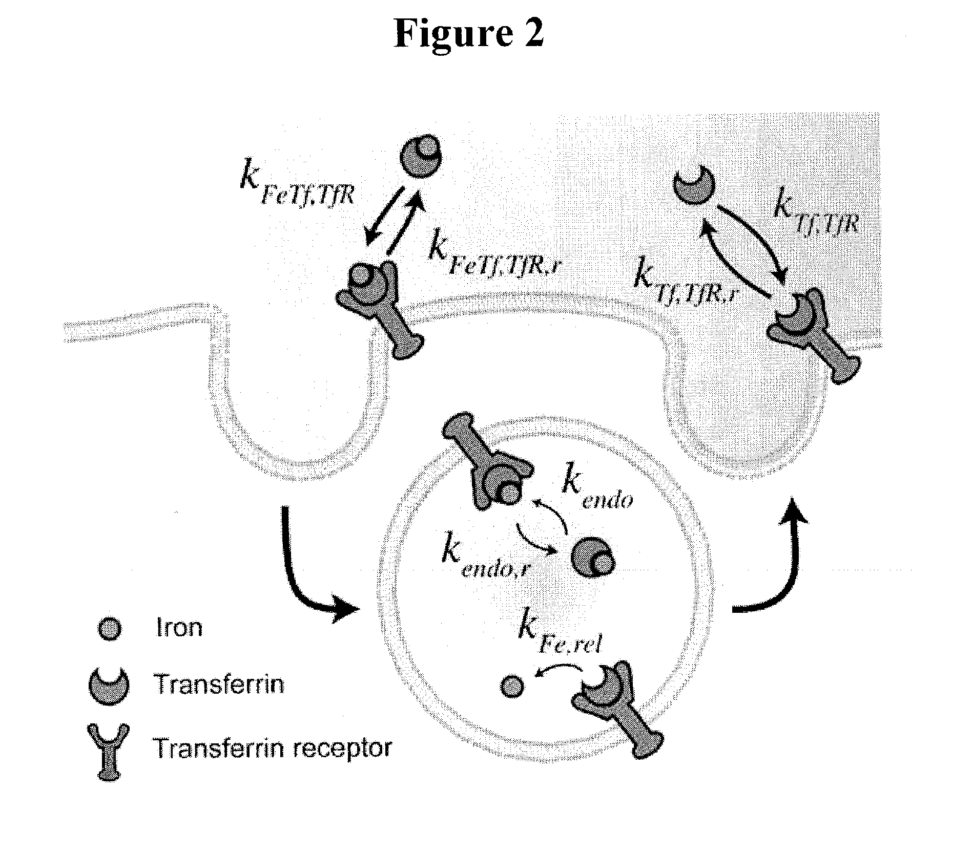 Cancer drug delivery using modified transferrin