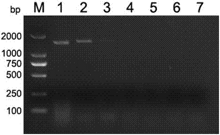 PCR primers, PCR detection method and PCR detection kit for detecting and identifying atypical porcine pestivirus (APPV)