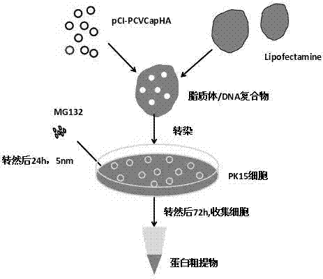 Method for overexpression of porcine circovirus type 2 nucleocapsid protein in cells of mammal