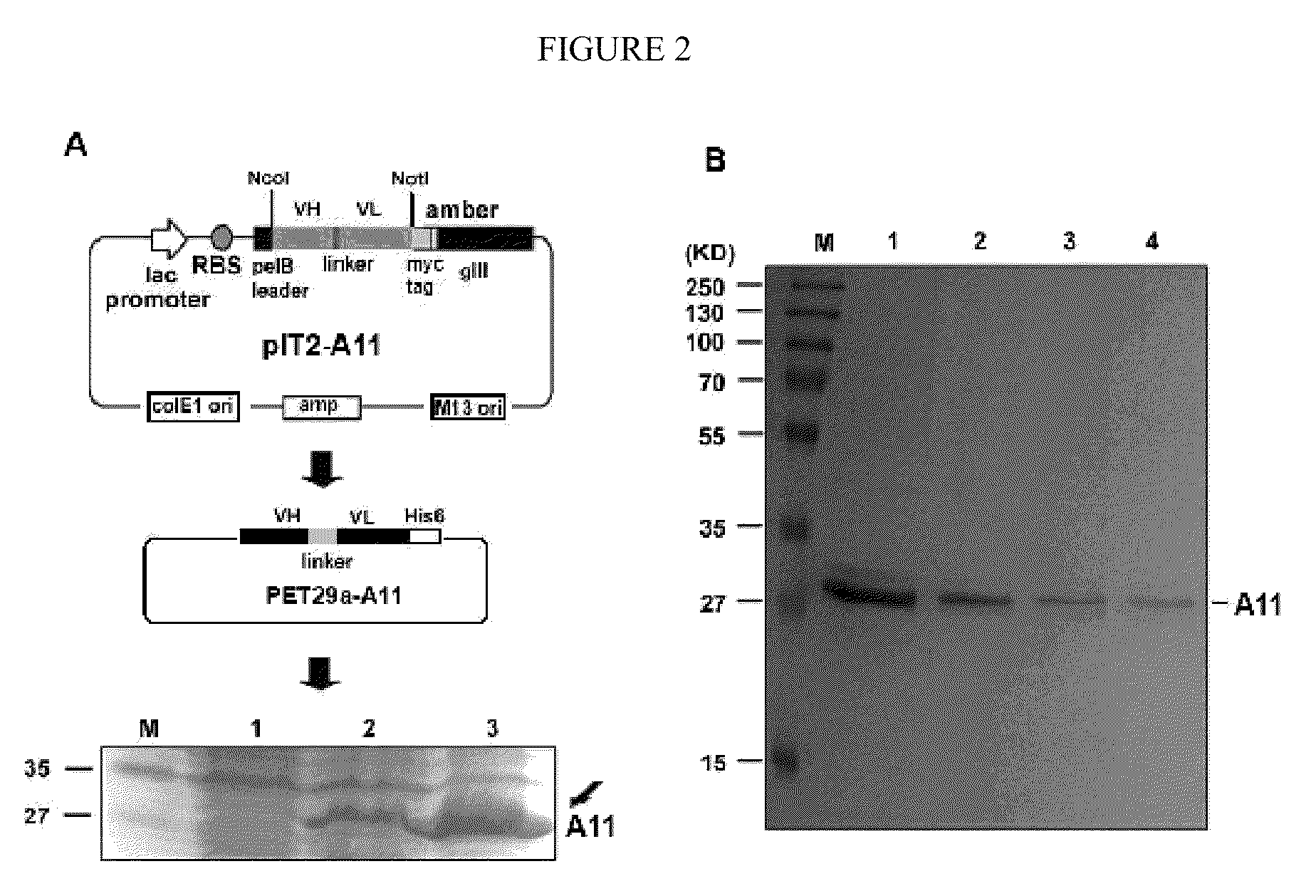 Therapeutic agents for inducing platelet fragmentation and treating thromboembolic disorders