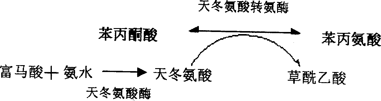 Production of L phenylalanine gene engineering bacteria and construction method and its application