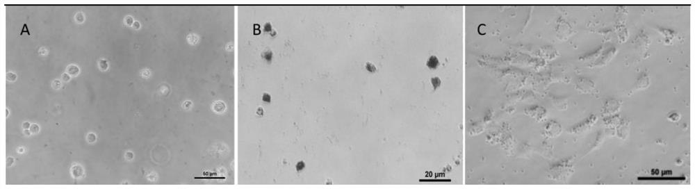 Hexagrammos otakii spermatogonium culture medium and culture method