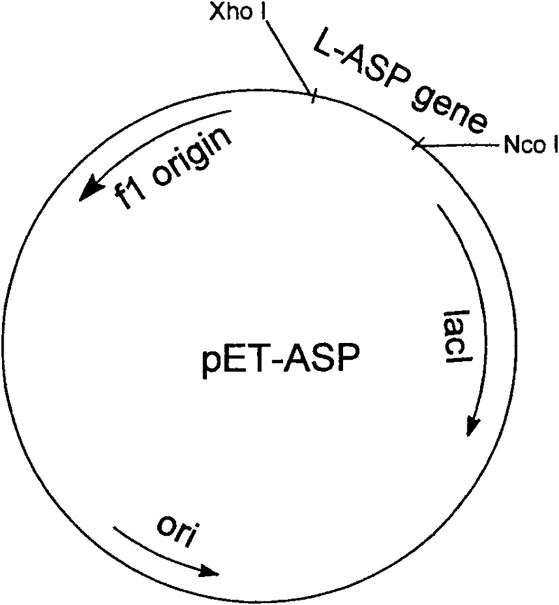 Engineering bacteria for producing L-asparaginase II and construction method and applications thereof