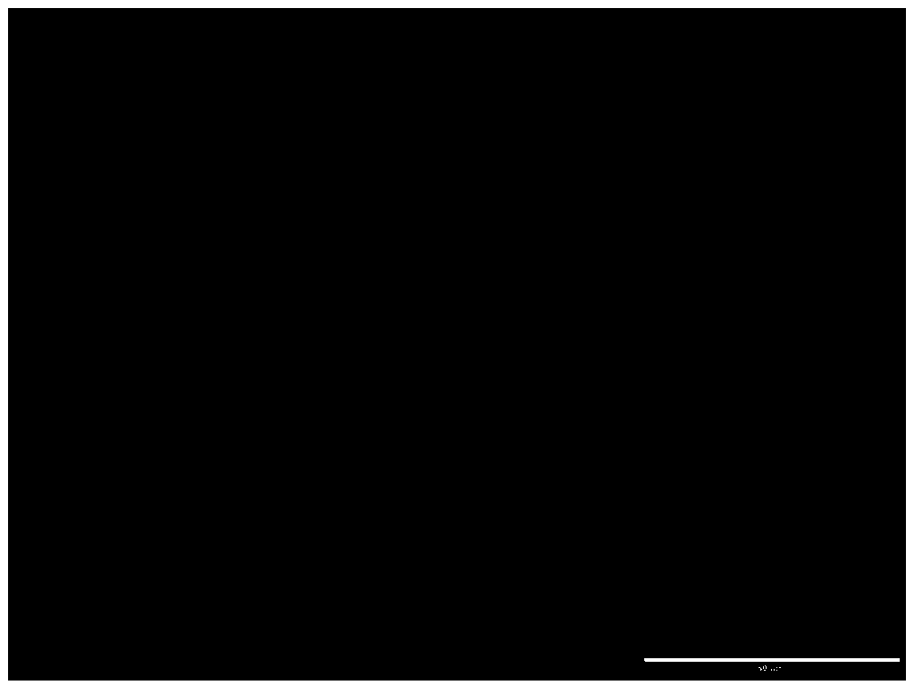 Immunofluorescence staining method for buffalo spermatogonial stem cell-like cells