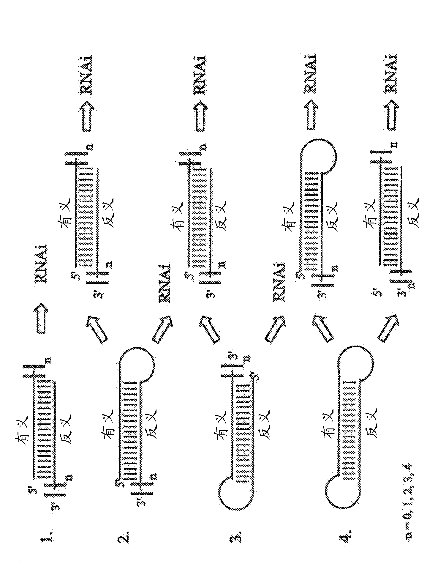 Rna interference mediated inhibition of the intercellular adhesion molecule 1 (icam-1)gene expression using short interfering nucleic acid (sina)