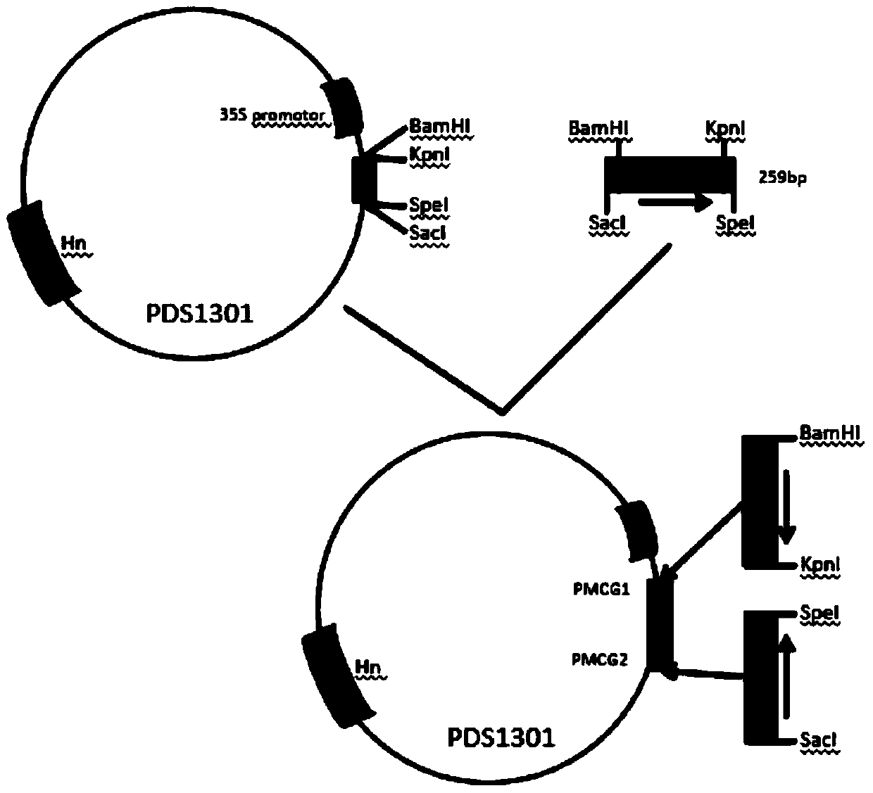 Rice gene osein2l and its application