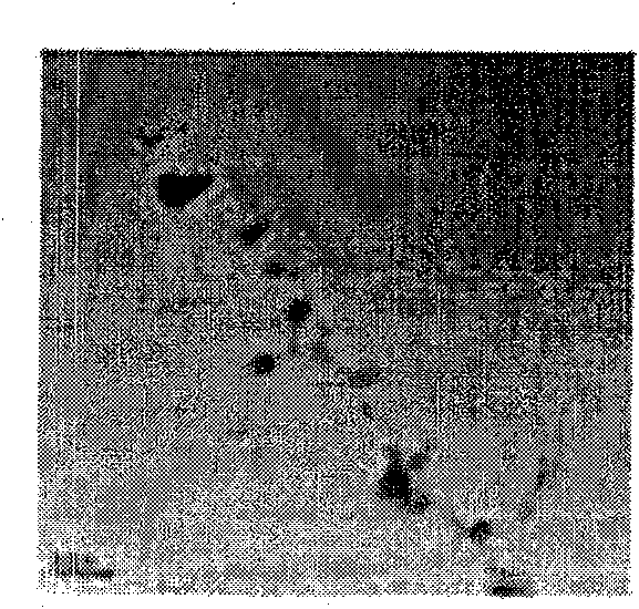 Method for fabricating field emitter electrode using array of carbon nanotubes