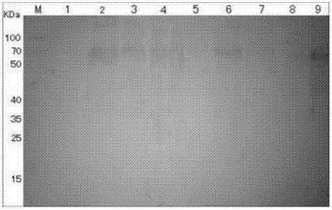 Recombinant sequence containing H7N9 virus HA gene, recombinant baculovirus and application of virus in vaccine preparation