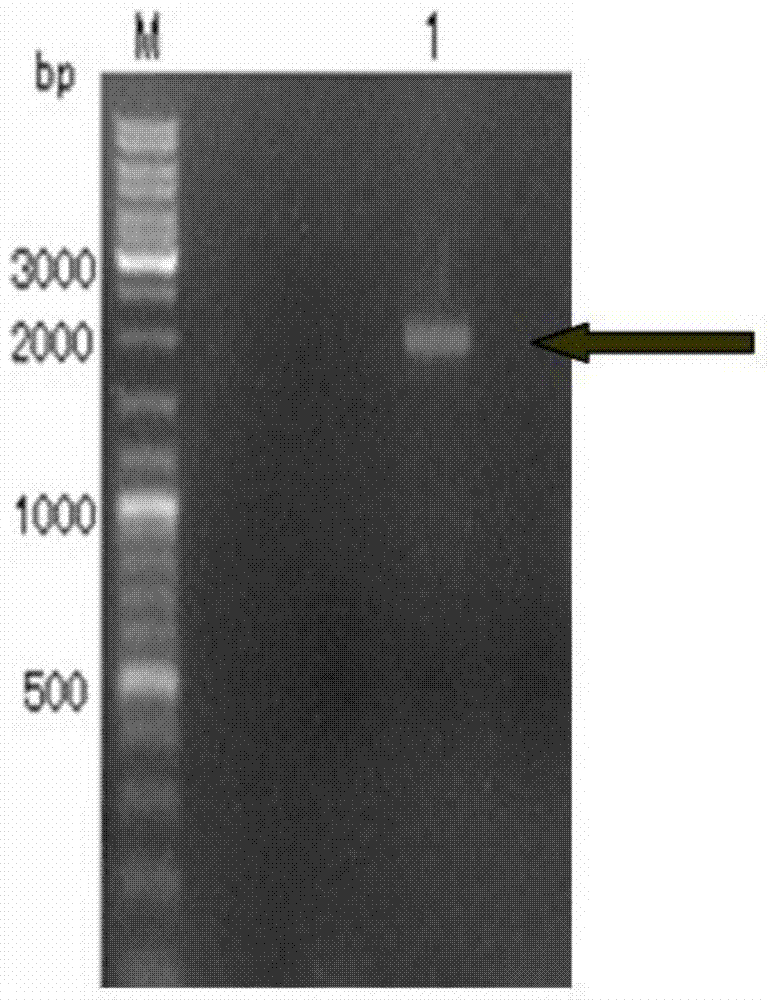 Recombinant sequence containing H7N9 virus HA gene, recombinant baculovirus and application of virus in vaccine preparation