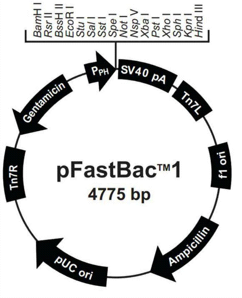 Recombinant sequence containing H7N9 virus HA gene, recombinant baculovirus and application of virus in vaccine preparation