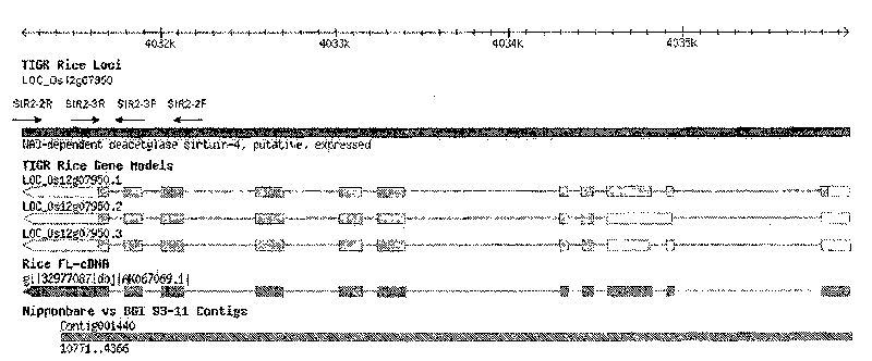 Auxiliary screening method for indica rice and japonica rice