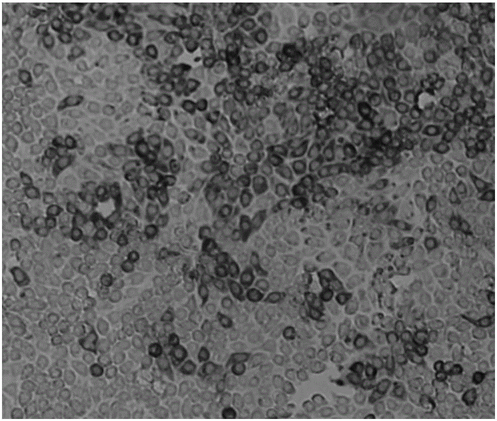 A quantitative detection method for the titer of a swine fever neutralizing antibody in swine serum and a detection kit