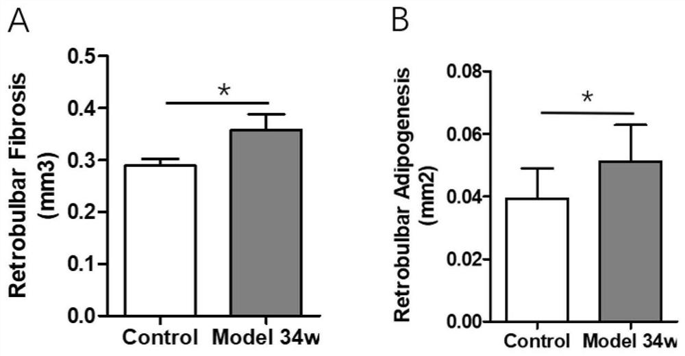 A method for constructing an animal model of thyroid-associated eye disease induced by gene immunity and application of rapamycin