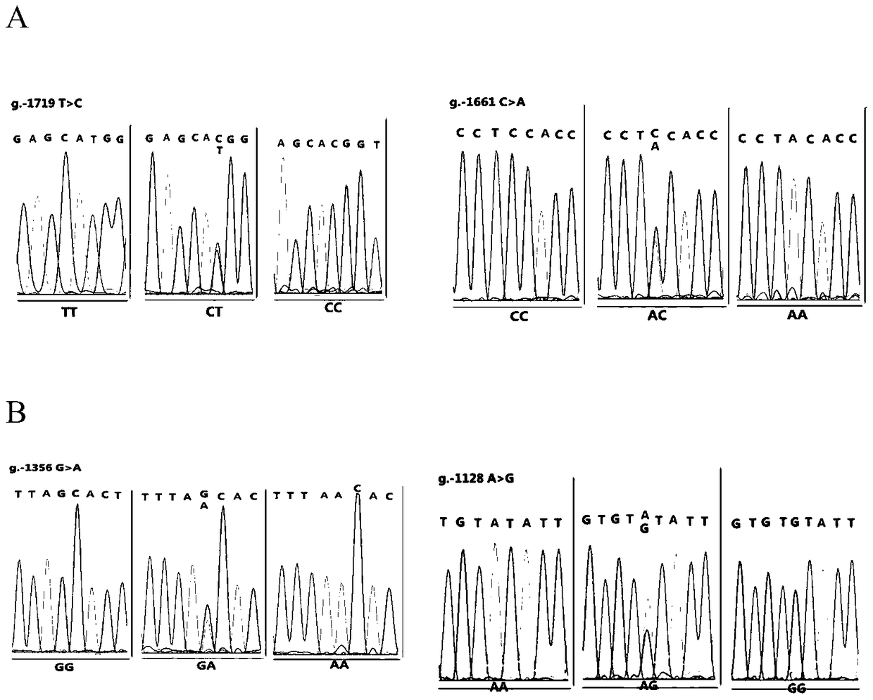 Molecular marker method of two mutation sites in the 5′ regulatory region of chicken mmp13 gene and its application in chicken breeding