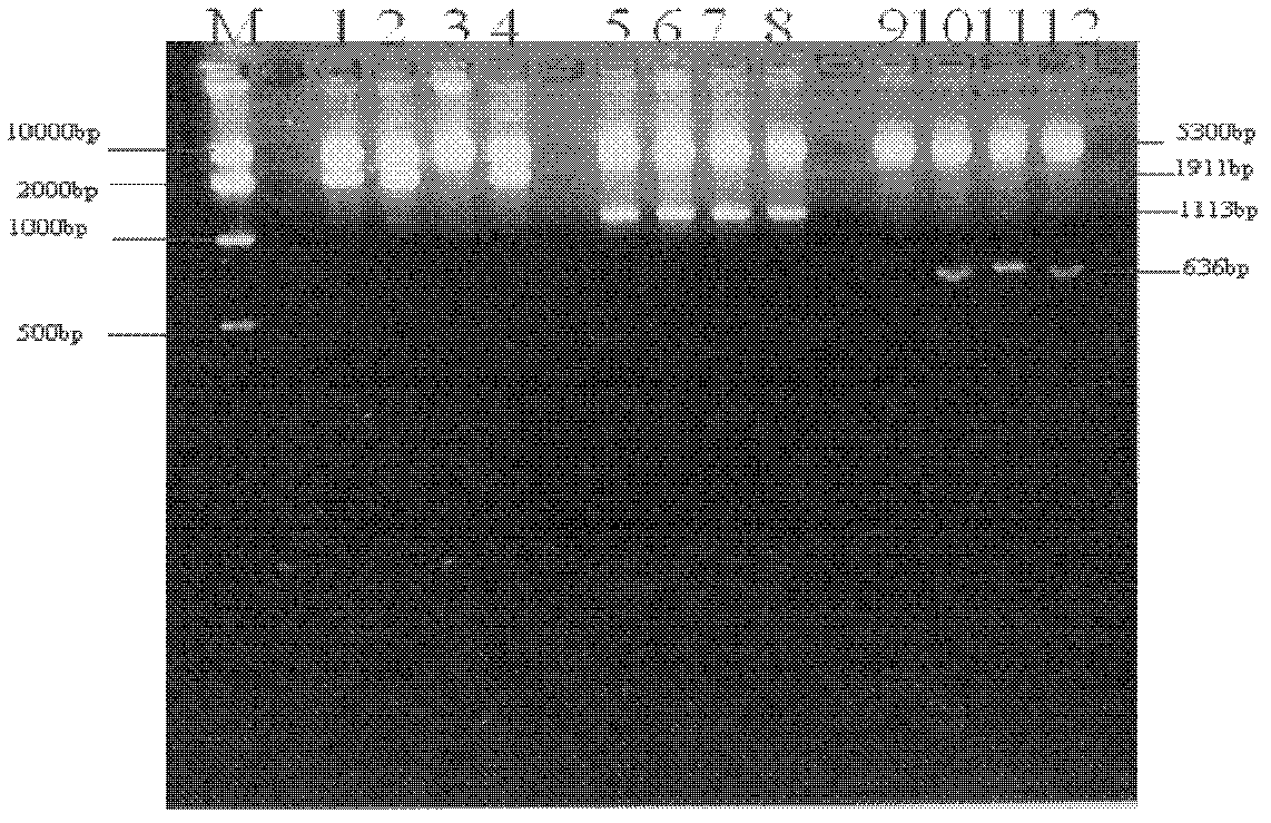 Recombination antigen composition, vaccine and carrier and method for preparing antigen composition