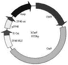 Method for mediating site-directed knock-in of goat Tbeta4 gene based on CRISPR/Cas 9 technology