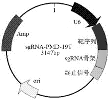 Method for mediating site-directed knock-in of goat Tbeta4 gene based on CRISPR/Cas 9 technology