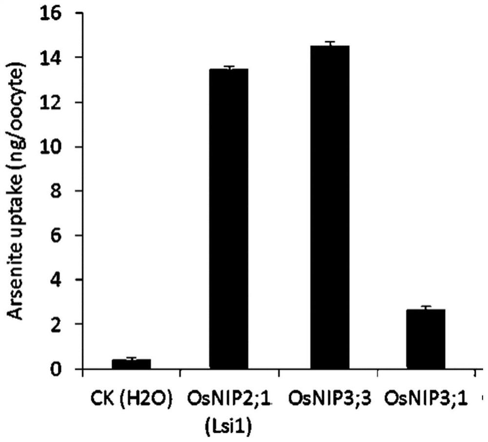 Application of rice aquaporin-encoding gene osnip3;3