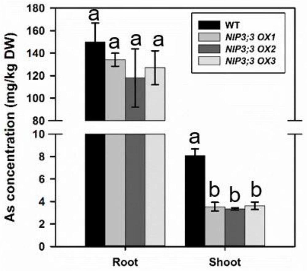 Application of rice aquaporin-encoding gene osnip3;3