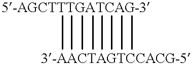 Method of using eukaryotic expression vectors comprising the BK virus enhancer