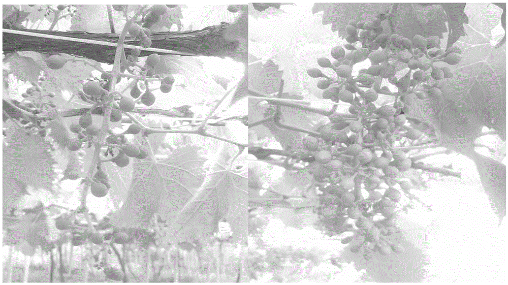 A special growth regulator for Kyoho grape and its application