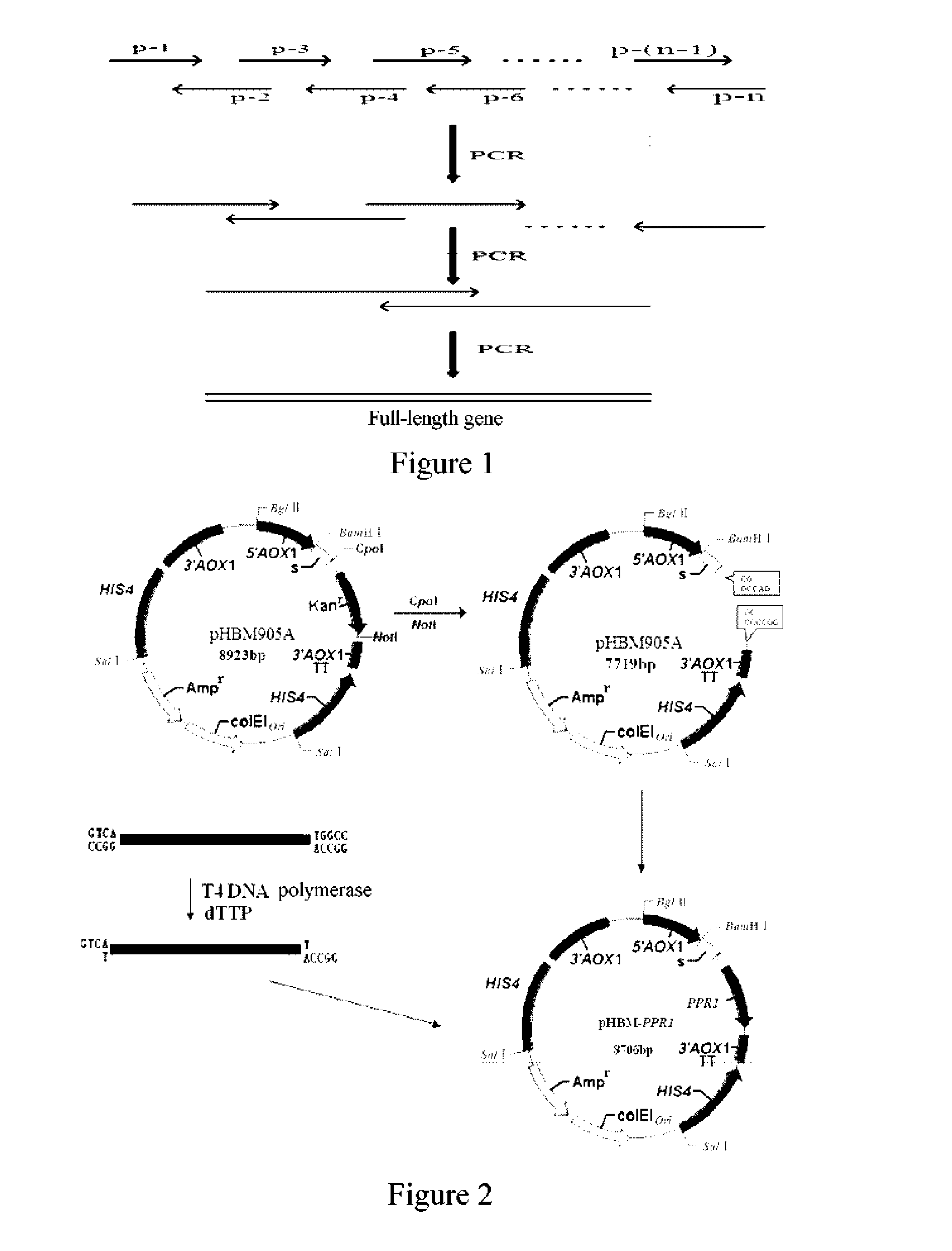 DNA molecule used for recombinant pichia plasmid and recombinant pichia strain expressing ppri protein of deinococcus radiodurans