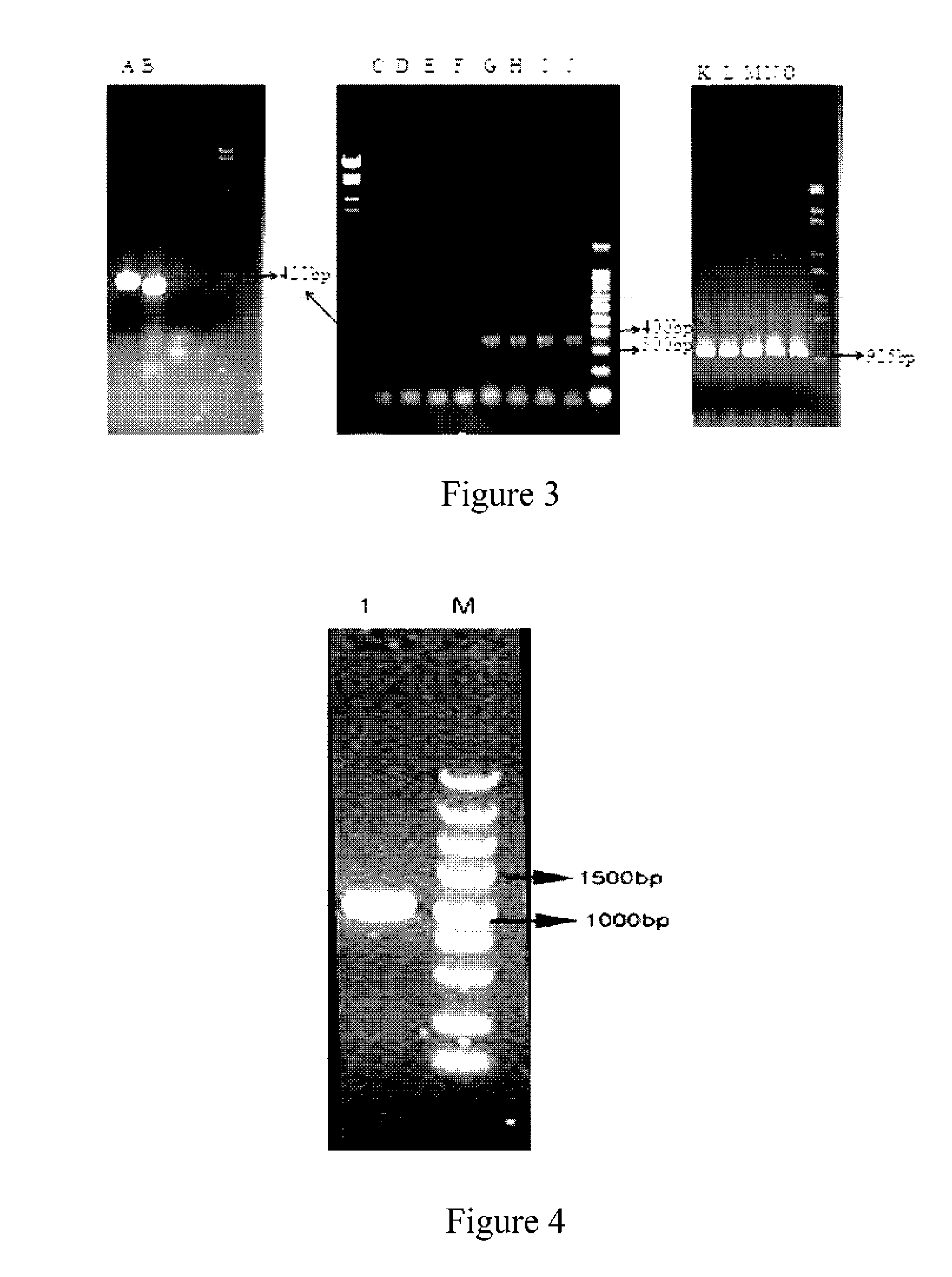 DNA molecule used for recombinant pichia plasmid and recombinant pichia strain expressing ppri protein of deinococcus radiodurans