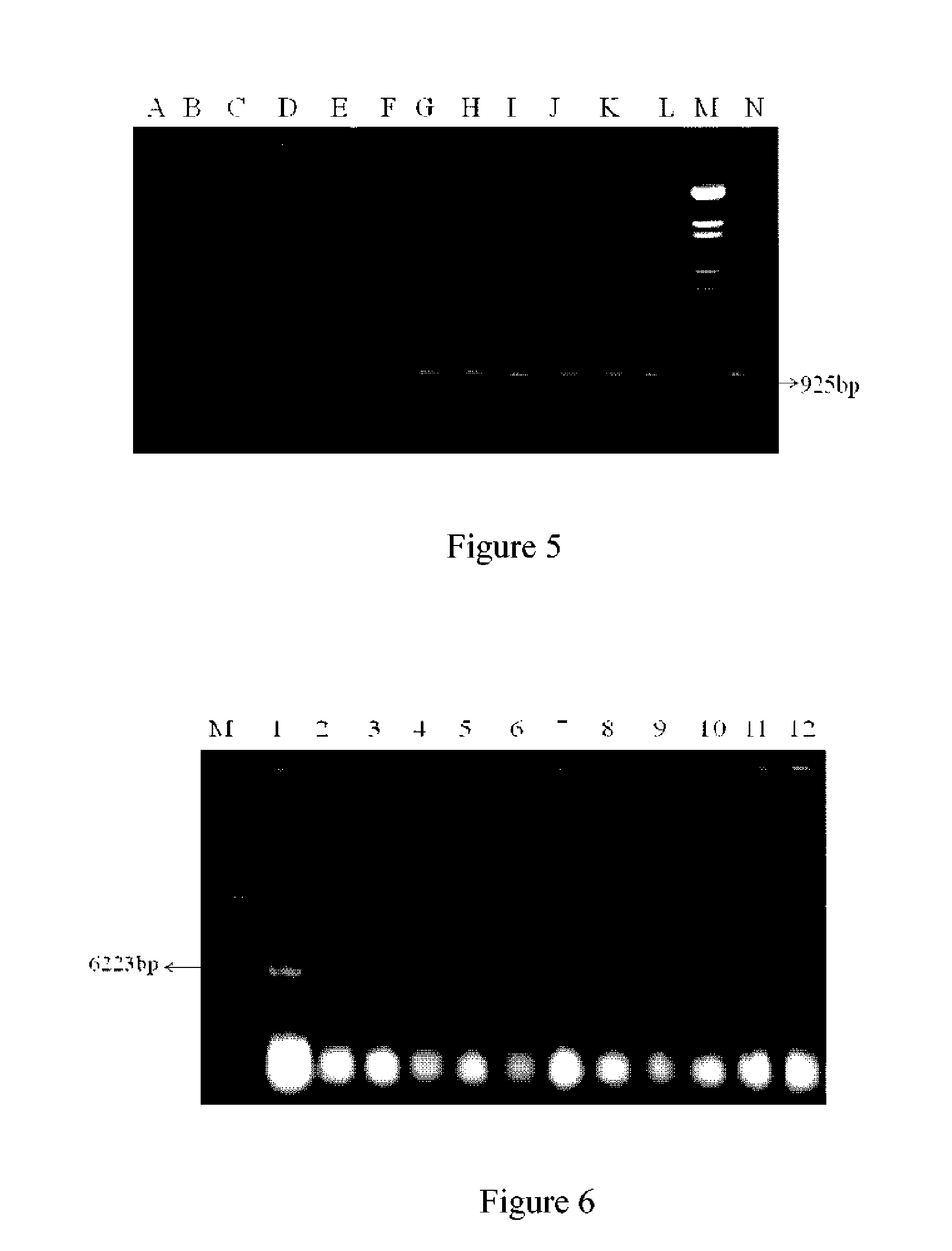 DNA molecule used for recombinant pichia plasmid and recombinant pichia strain expressing ppri protein of deinococcus radiodurans