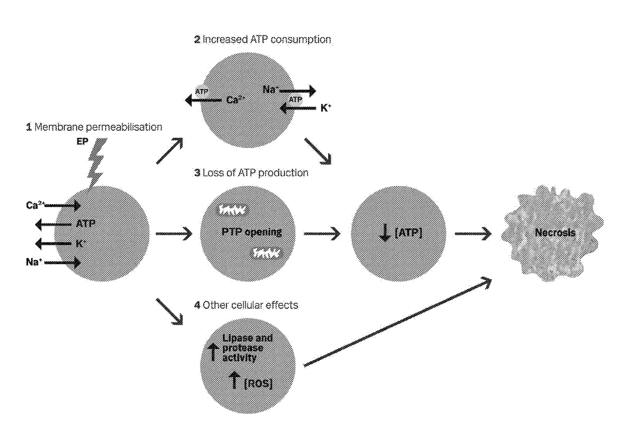 Therapeutic applications of calcium electroporation to effectively induce tumor necrosis