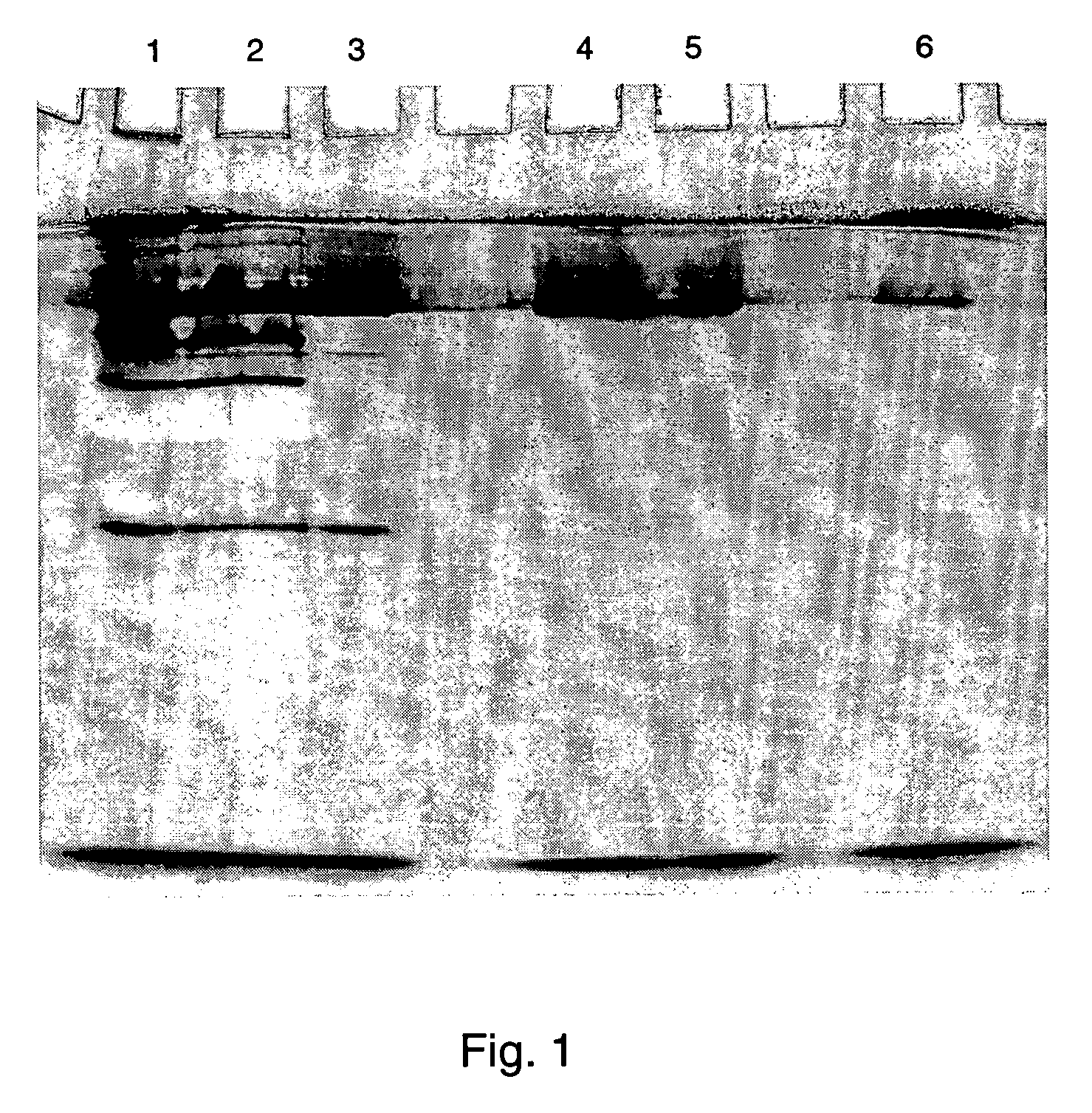 Alcohol dehydrogenases with increased solvent and temperature stability