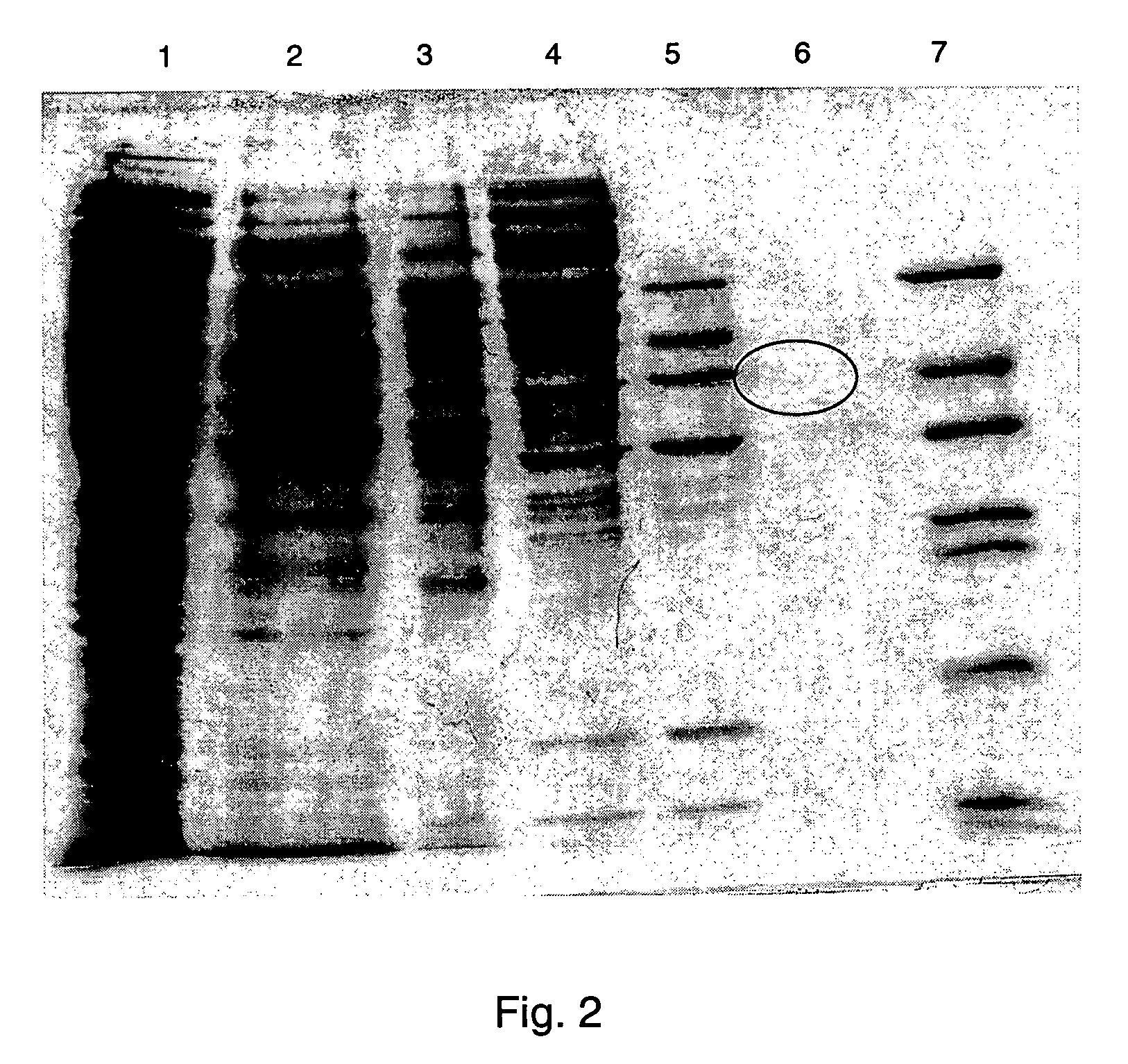 Alcohol dehydrogenases with increased solvent and temperature stability