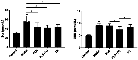 Combined application of phellinus igniarius and tripterygium glycosides in delaying focal segmental glomerulosclerosis process