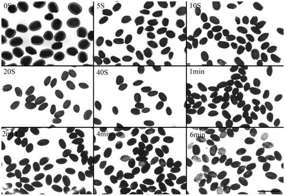 Method for efficiently extracting internal mucus layers of arabidopsis thaliana