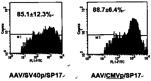 Recombinant adeno-associated virus vector carrying human sperm protein 17 antigen gene and application value thereof