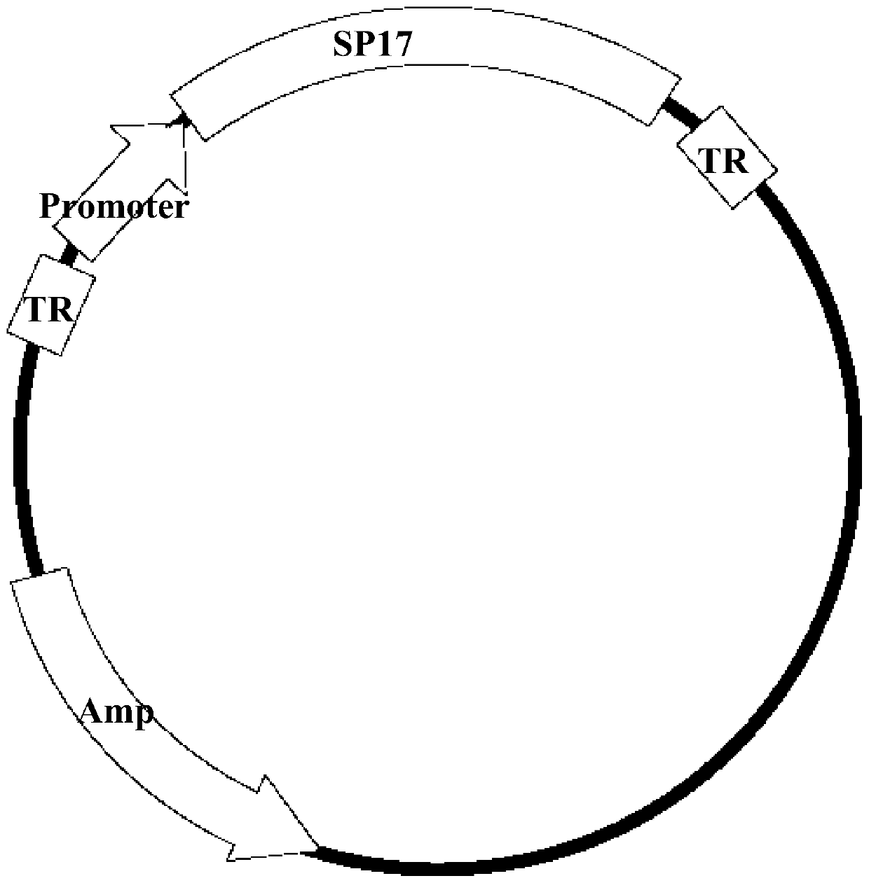 Recombinant adeno-associated virus vector carrying human sperm protein 17 antigen gene and application value thereof