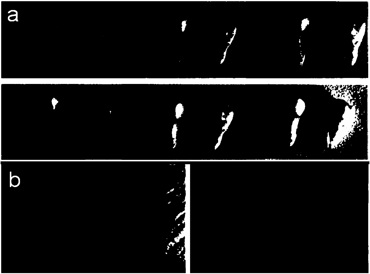 Whitening toothpaste subjected to visible-light-stimulated oxidation reduction reaction and preparation method of whitening toothpaste