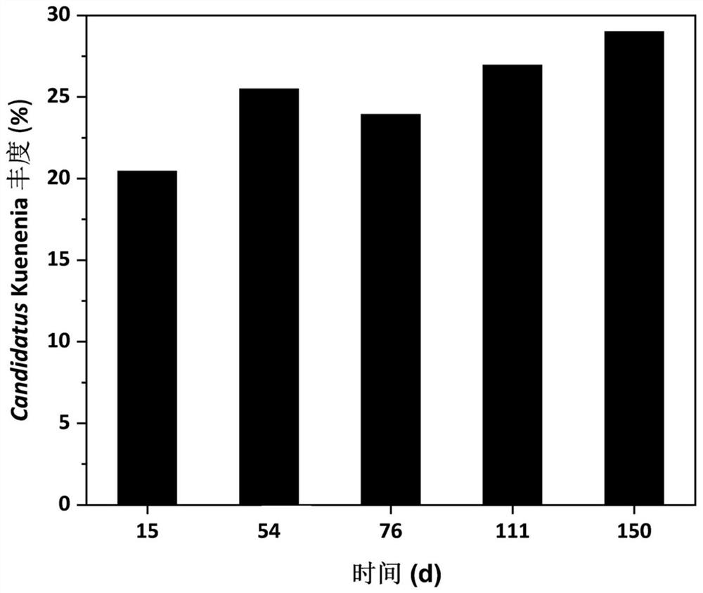 Method for enriching anaerobic ammonium oxidation bacteria by adding exogenous signal molecules