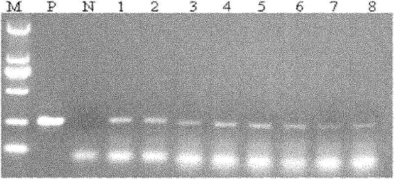 Agrobacterium tumefaciens-mediated peanut efficient transgenic method