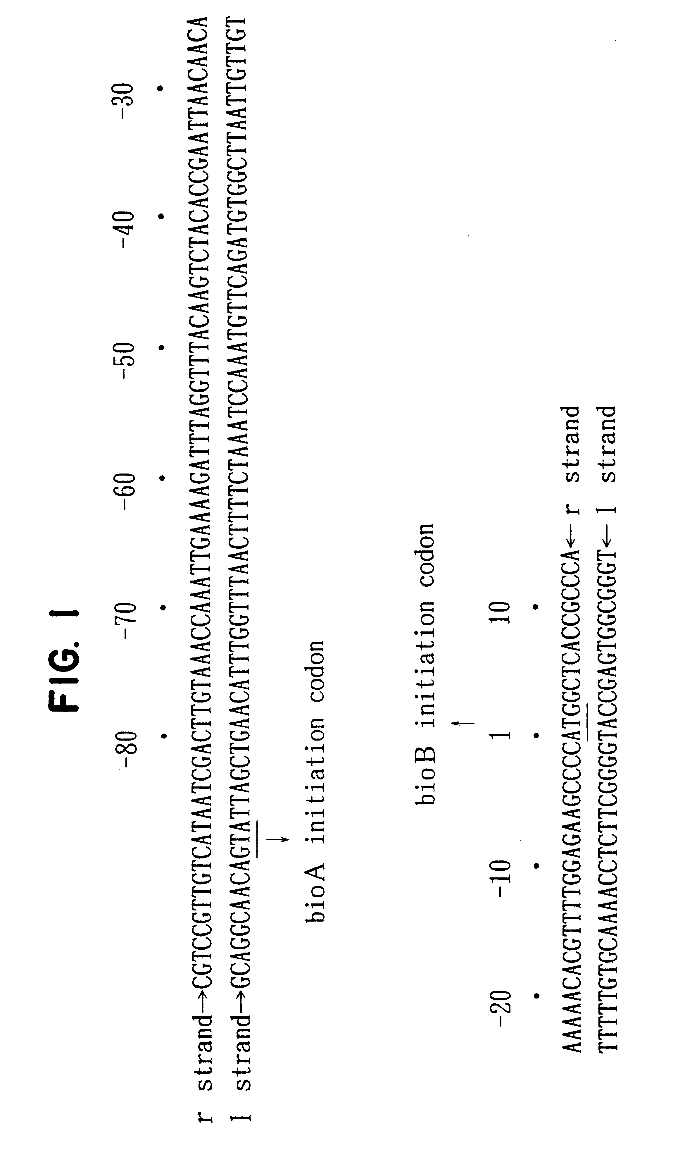 Microorganism resistant to threonine analogue and production of biotin