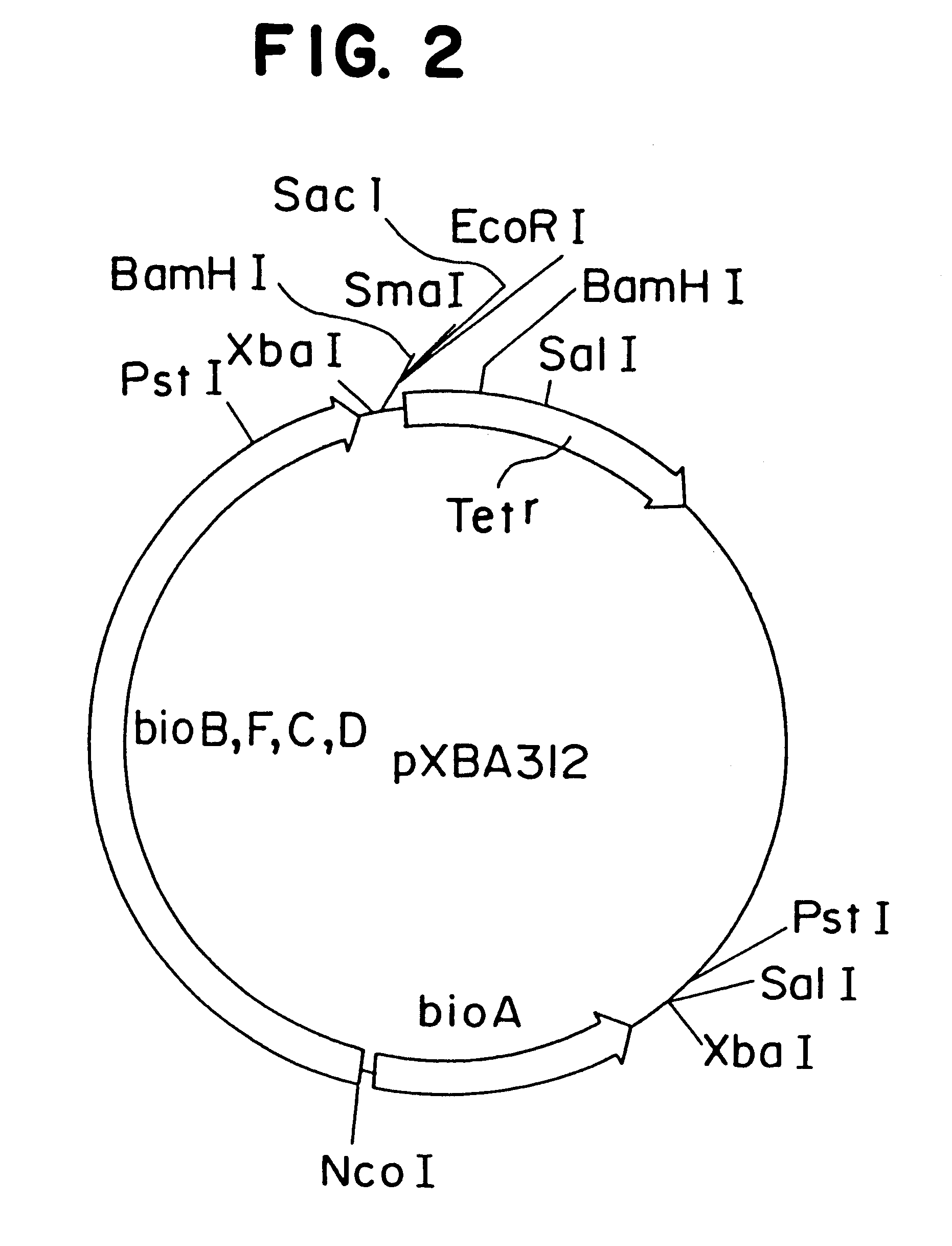 Microorganism resistant to threonine analogue and production of biotin