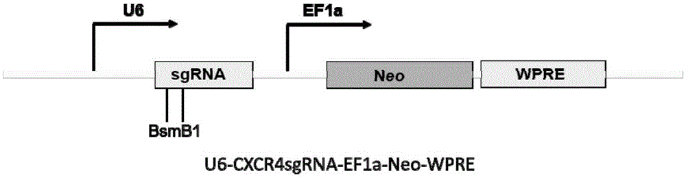 Streptococcus thermophilus derived human CXCR3 gene target sequence recognizable by CRISPR (clustered regularly interspaced short palindromic repeat)-Cas9 (CRISPR associated 9) system and sgRNA (single guide ribonucleic acid) and application thereof