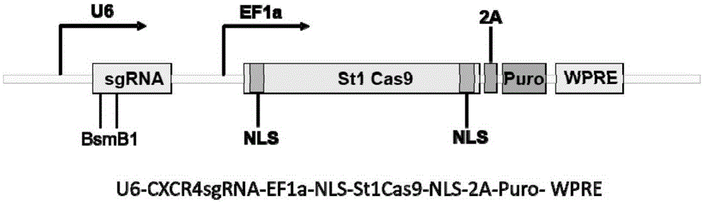 Streptococcus thermophilus derived human CXCR3 gene target sequence recognizable by CRISPR (clustered regularly interspaced short palindromic repeat)-Cas9 (CRISPR associated 9) system and sgRNA (single guide ribonucleic acid) and application thereof