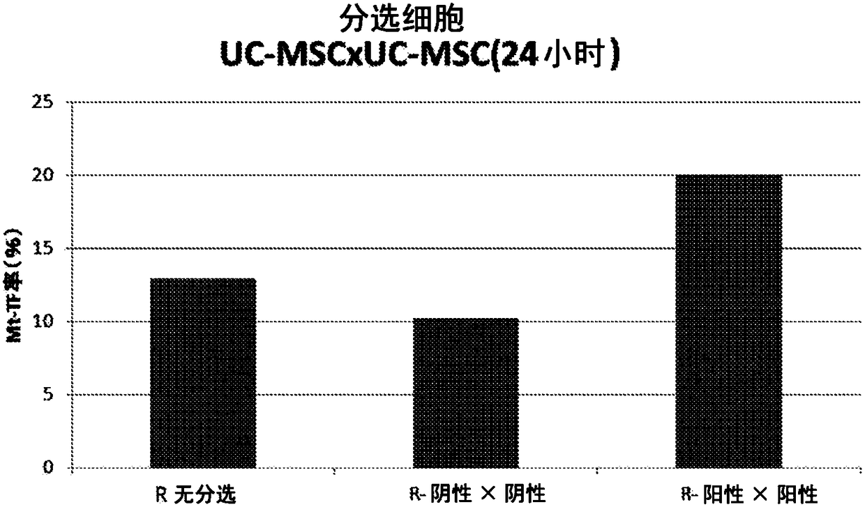 Ror1-positive mesenchymal stem cells and method for preparing same, pharmaceutical composition containing ror1-positive mesenchymal stem cells and method for preparing same, and method for preventing or treating diseases by using ror1-positive mesenchymal stem cells